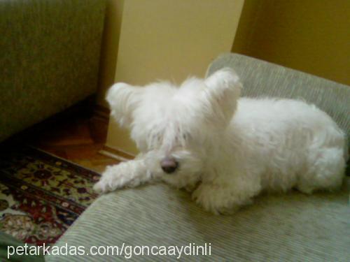 ophelia Dişi West Highland White Terrier