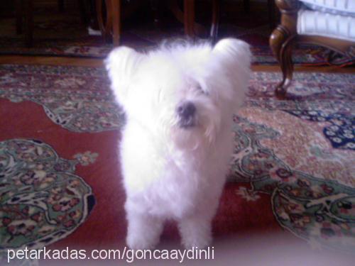 ophelia Dişi West Highland White Terrier