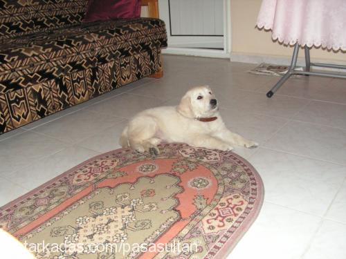 sultan Dişi Golden Retriever