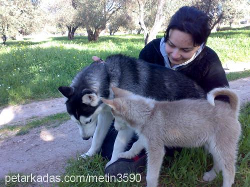 şila Dişi Sibirya Kurdu (Husky)