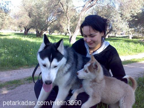 şila Dişi Sibirya Kurdu (Husky)