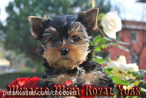 minamiracle Dişi Yorkshire Terrier