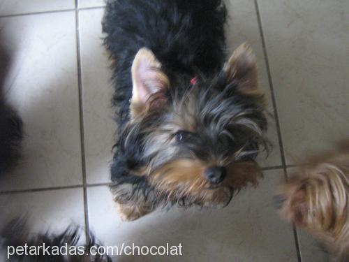 reinayork Dişi Yorkshire Terrier