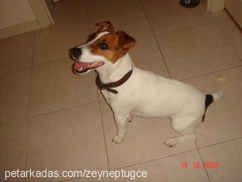 Çakil Erkek Jack Russell Terrier