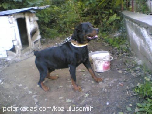 kocamex Erkek Rottweiler