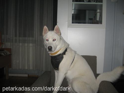 bucks Erkek Sibirya Kurdu (Husky)