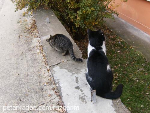 minnoŞş Dişi Tekir Kedi