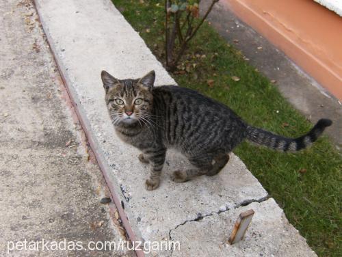 minnoŞş Dişi Tekir Kedi