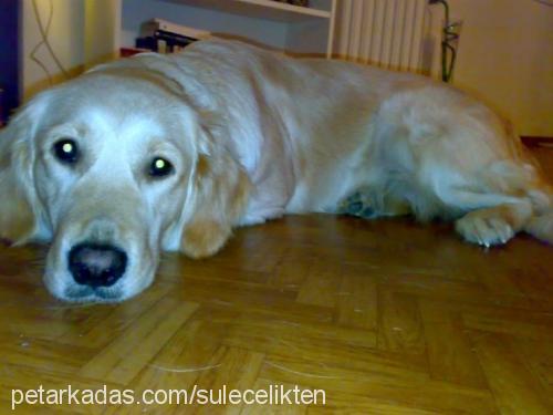 goldie Dişi Golden Retriever