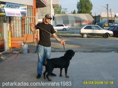 eŞkİya Erkek Rottweiler