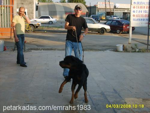 eŞkİya Erkek Rottweiler