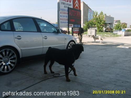 eŞkİya Erkek Rottweiler