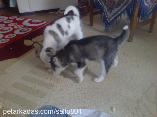 max Erkek Sibirya Kurdu (Husky)