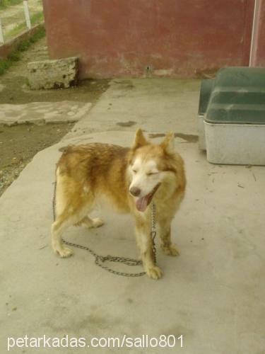 sarıkız Dişi Sibirya Kurdu (Husky)