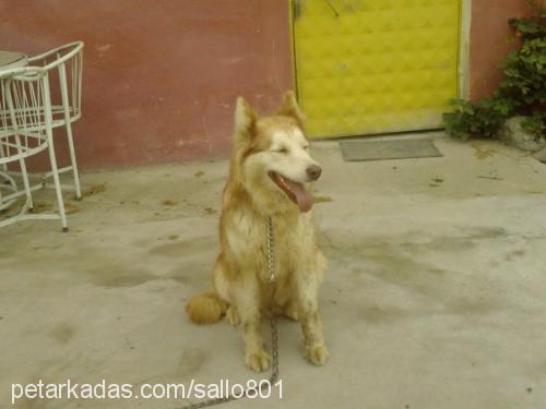 sarıkız Dişi Sibirya Kurdu (Husky)