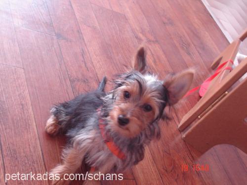 shans Erkek Yorkshire Terrier