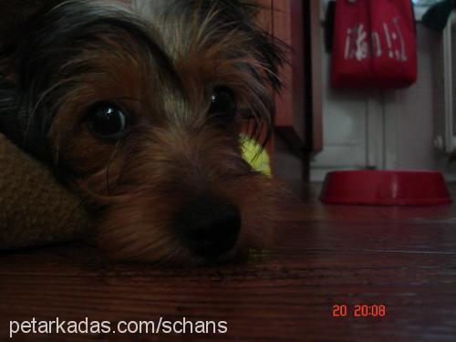 shans Erkek Yorkshire Terrier