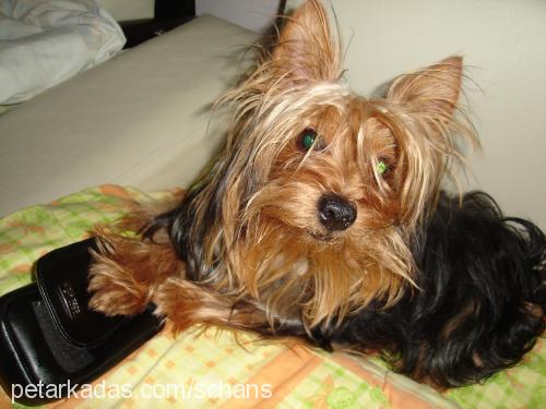 shans Erkek Yorkshire Terrier