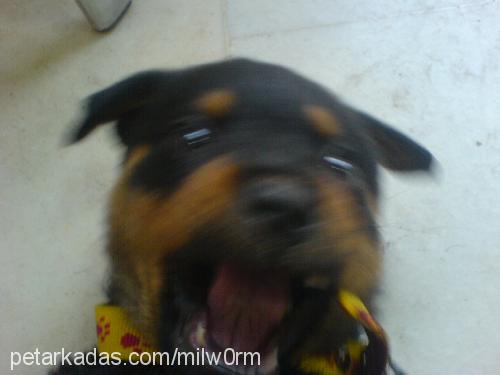 karamel Dişi Rottweiler