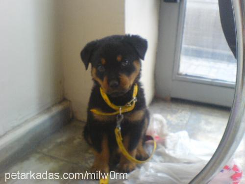 karamel Dişi Rottweiler