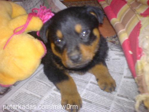 karamel Dişi Rottweiler