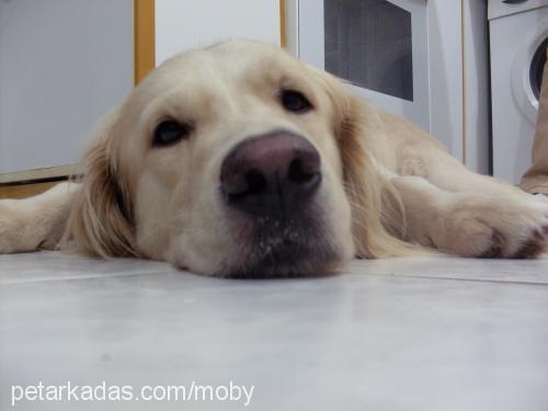 moby Erkek Golden Retriever