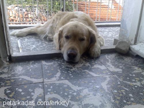 chappi Erkek Golden Retriever