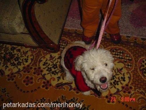 Şİla Dişi Welsh Terrier