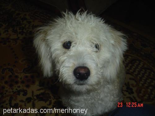 Şİla Dişi Welsh Terrier