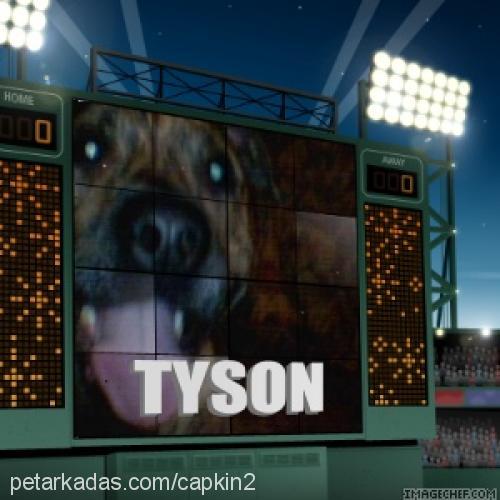 tyson Erkek Amerikan Pitbull Terrier