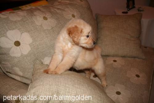 balım Dişi Golden Retriever