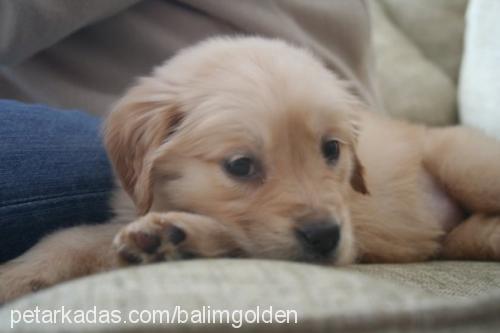 balım Dişi Golden Retriever