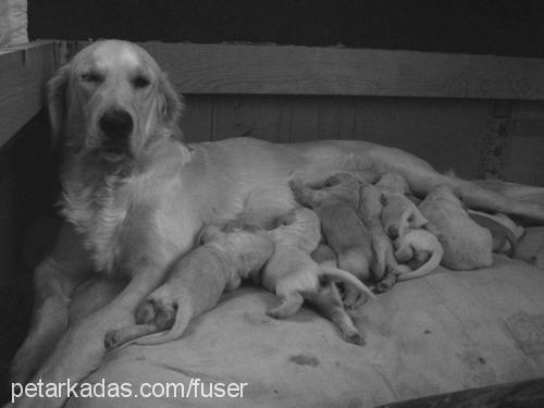 poşet Dişi Golden Retriever