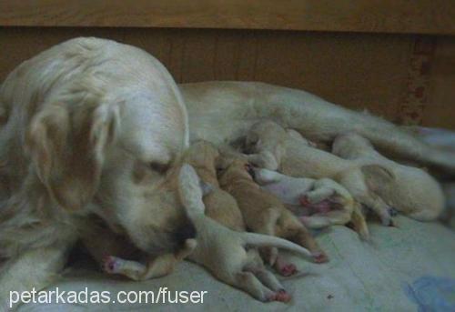 poşet Dişi Golden Retriever