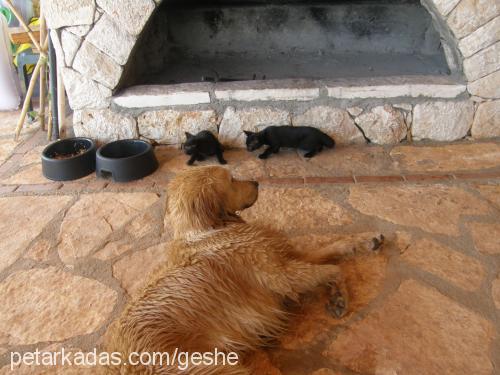 geshe Dişi Golden Retriever