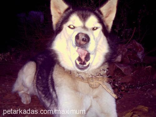 odi Erkek Sibirya Kurdu (Husky)