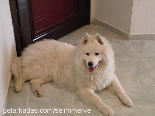 paşa Erkek Samoyed