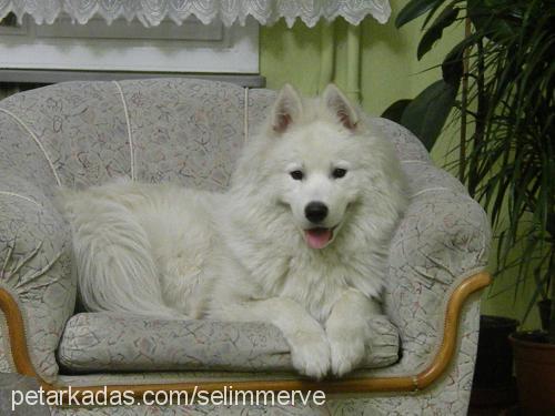 paşa Erkek Samoyed