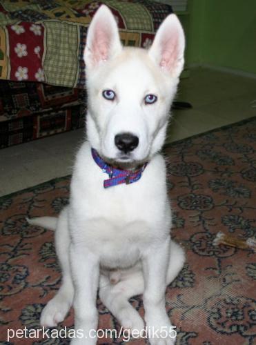 reis Erkek Sibirya Kurdu (Husky)