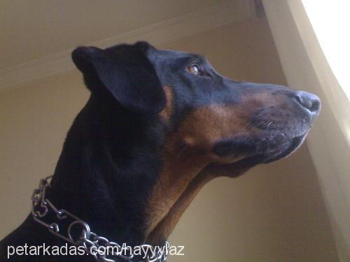 hera Dişi Doberman Pinscher