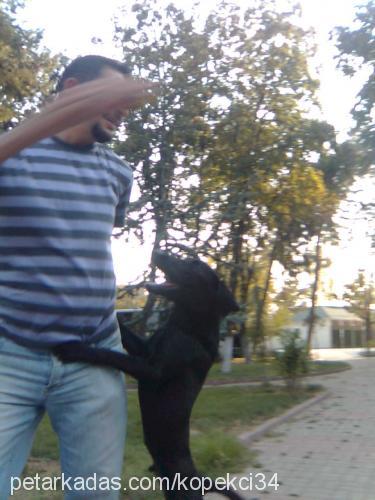 şampiyon Erkek Rottweiler