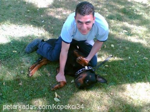 şampiyon Erkek Rottweiler