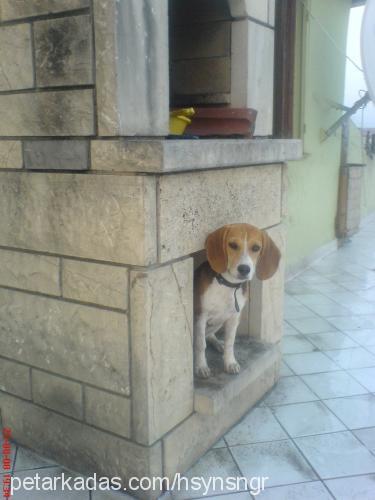 rita Dişi Beagle