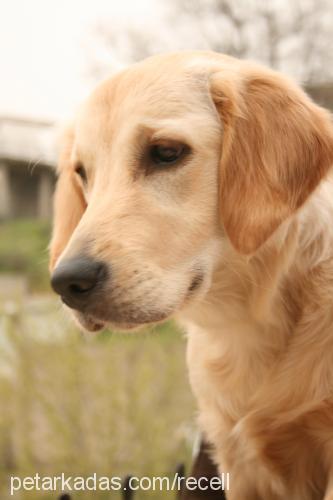 recel Dişi Golden Retriever