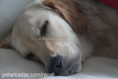 recel Dişi Golden Retriever