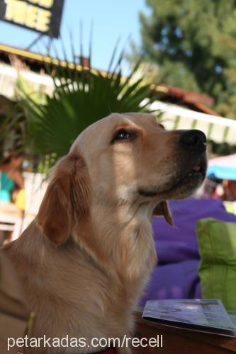 recel Dişi Golden Retriever