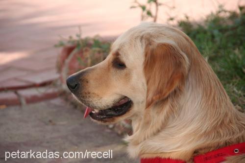 recel Dişi Golden Retriever