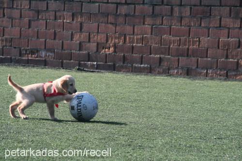 recel Dişi Golden Retriever