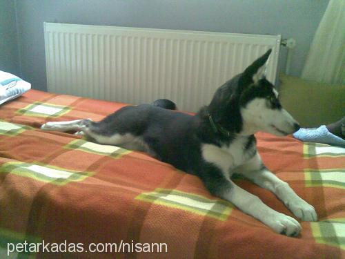 asi Dişi Sibirya Kurdu (Husky)