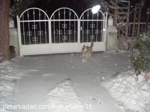 balçar Dişi Sibirya Kurdu (Husky)